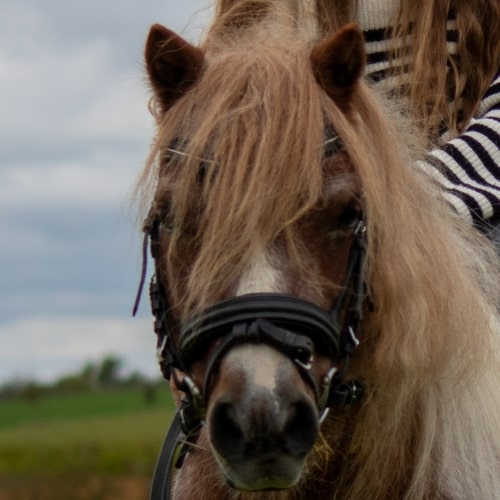 Elvis Shetland Pony